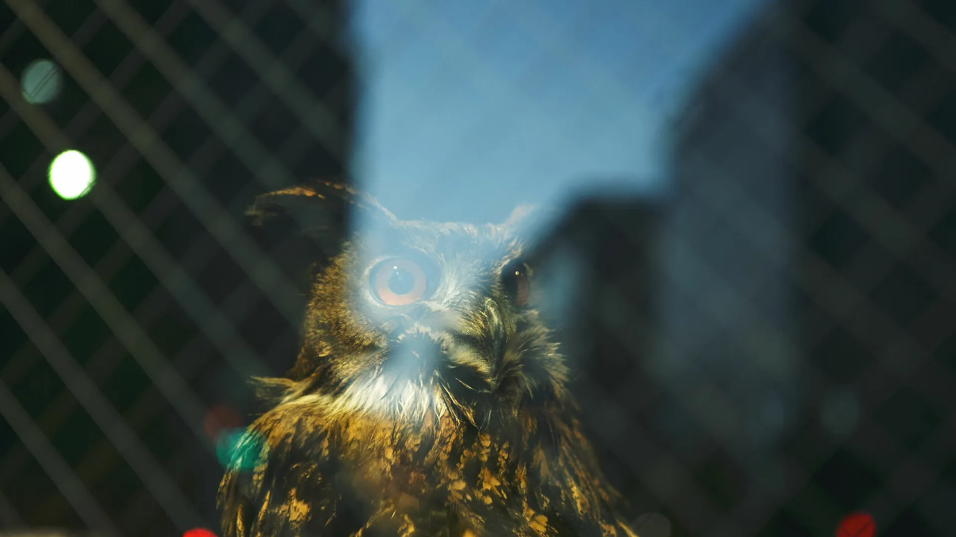 Wise Owl Hostels Tóquio